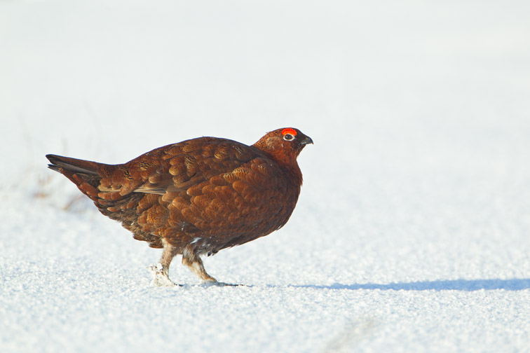 Red grouse Lagopus lagopus scoticus, male on snow-covered moorland, Scotland, UK